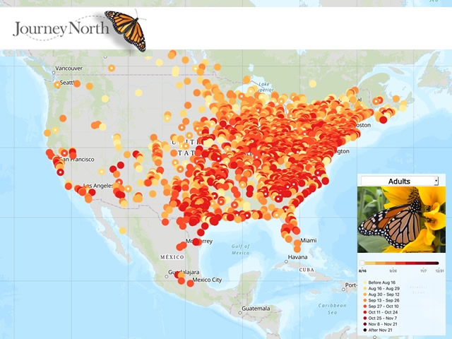 08 01 2020 Fall Migration Starts This Month 08 01 2020 Fall Migration Starts This Month