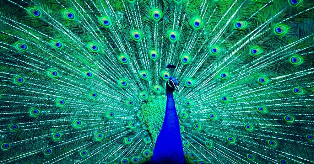 10 Of The Most Colorful Animals In The World The Rainforest Site Blog 10 Of The Most Colorful Animals In The World The Rainforest Site Blog