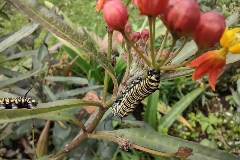 11 02 2021 Monarch Larvae