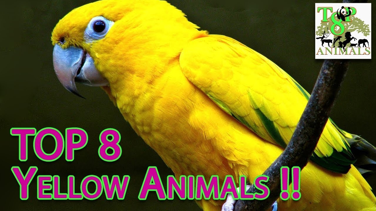 11 Yellow Animal AstraAubrina 11 Yellow Animal AstraAubrina