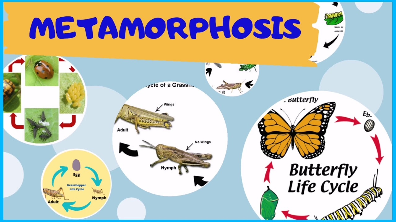 Animals That Go through Metamorphosis