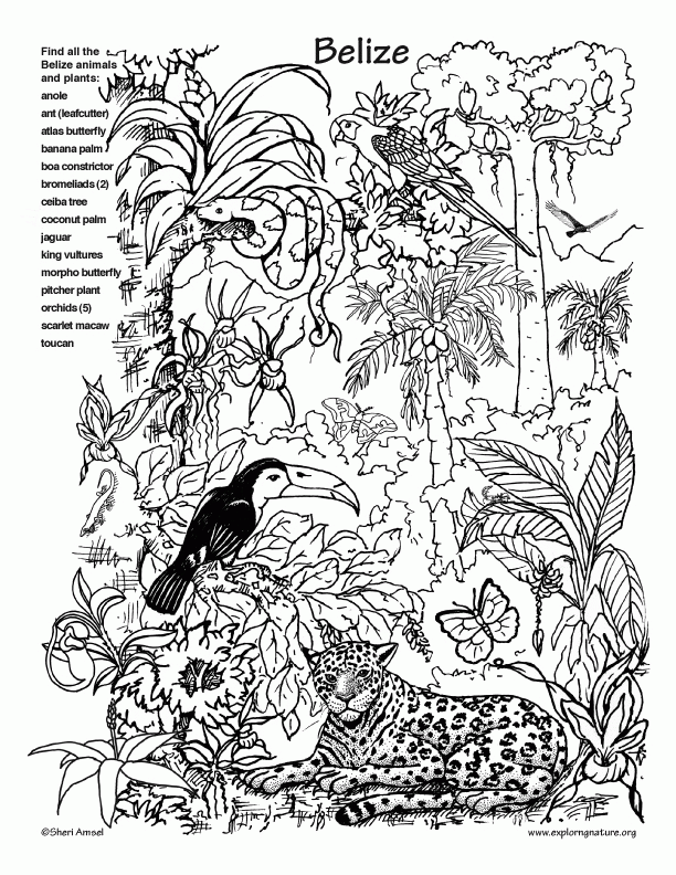 12 Pics Of Rainforest Coloring Pages For Kids Rainforest Animals 12 Pics Of Rainforest Coloring Pages For Kids Rainforest Animals