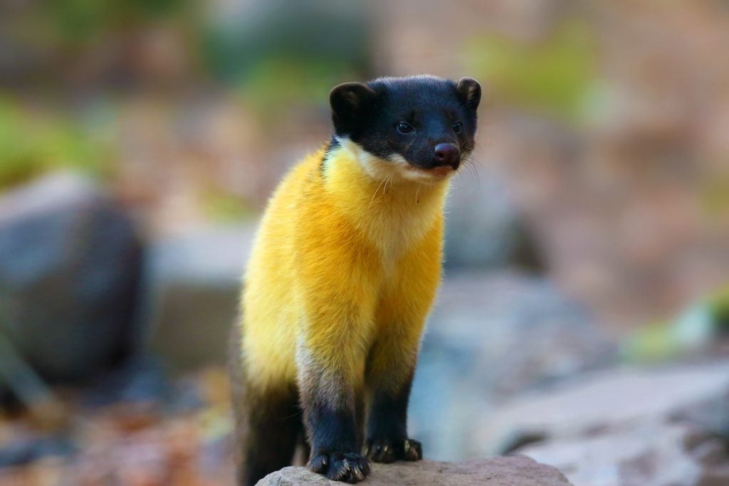 143 Things That Are Yellow In Nature Photos 143 Things That Are Yellow In Nature Photos