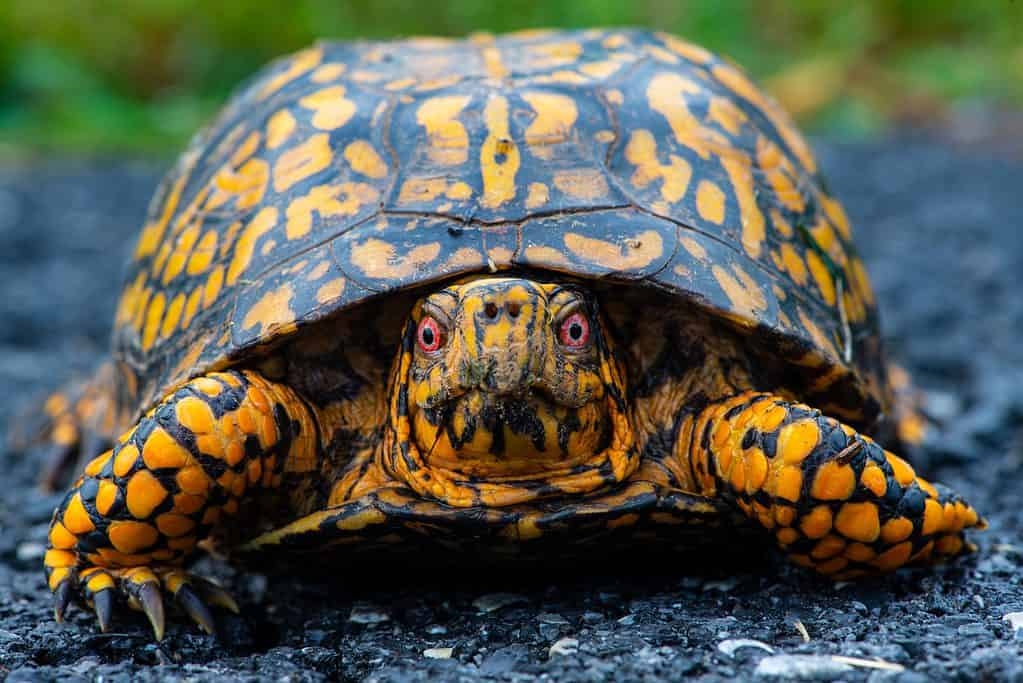 18 Colors Of Turtles Rarest To Most Common 18 Colors Of Turtles Rarest To Most Common