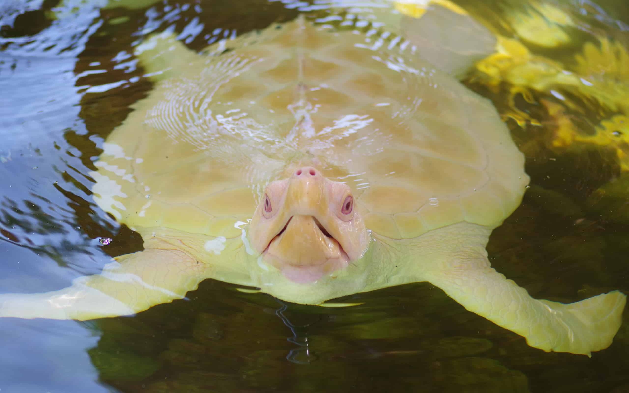 18 Colors Of Turtles Rarest To Most Common 18 Colors Of Turtles Rarest To Most Common