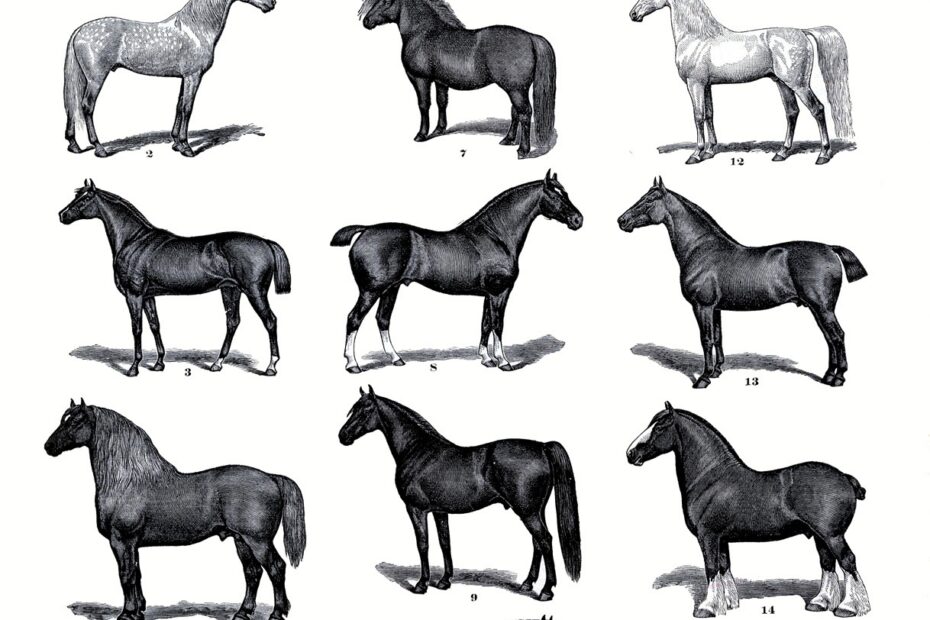 19 Horse Clip Art Horses Clipart The Graphics Fairy