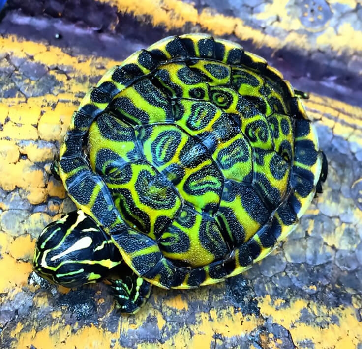 22 Most Unique And Colorful Turtles Which Are Really Exist In The World 22 Most Unique And Colorful Turtles Which Are Really Exist In The World