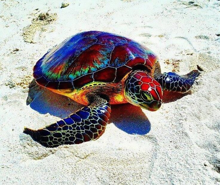 22 Most Unique And Colorful Turtles Which Are Really Exist In The World