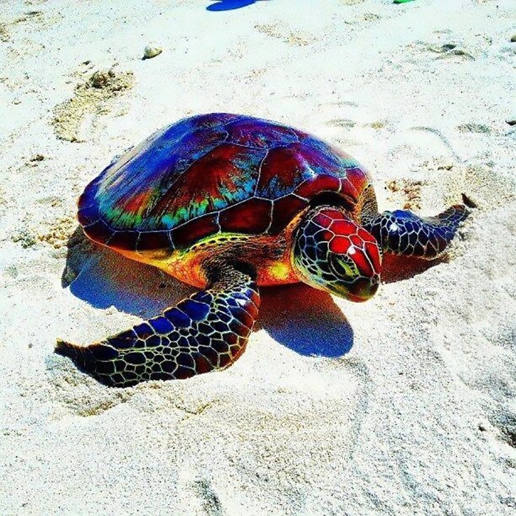22 Most Unique And Colorful Turtles Which Are Really Exist In The World 22 Most Unique And Colorful Turtles Which Are Really Exist In The World