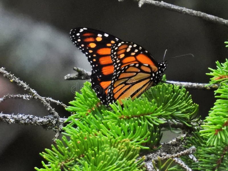 238 Butterflies Lifecycle Stock Photos Free Royalty Free Stock 238 Butterflies Lifecycle Stock Photos Free Royalty Free Stock
