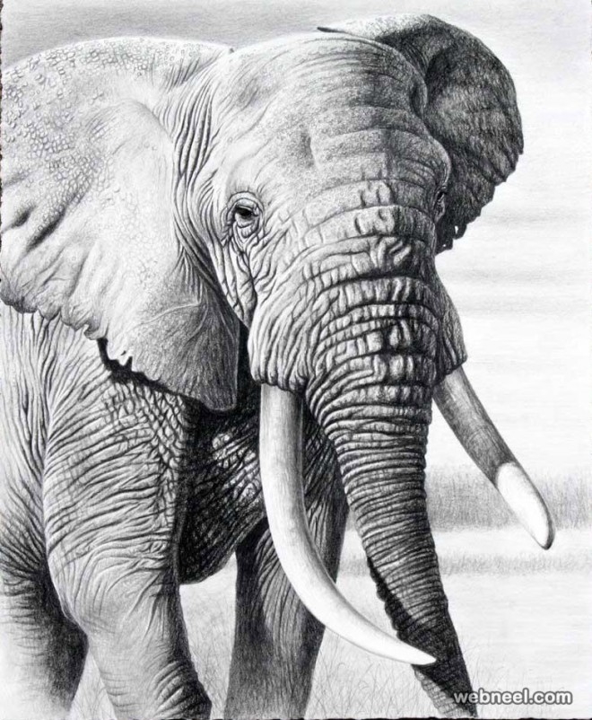 25 Beautiful And Realistic Animal Drawings Around The World 25 Beautiful And Realistic Animal Drawings Around The World