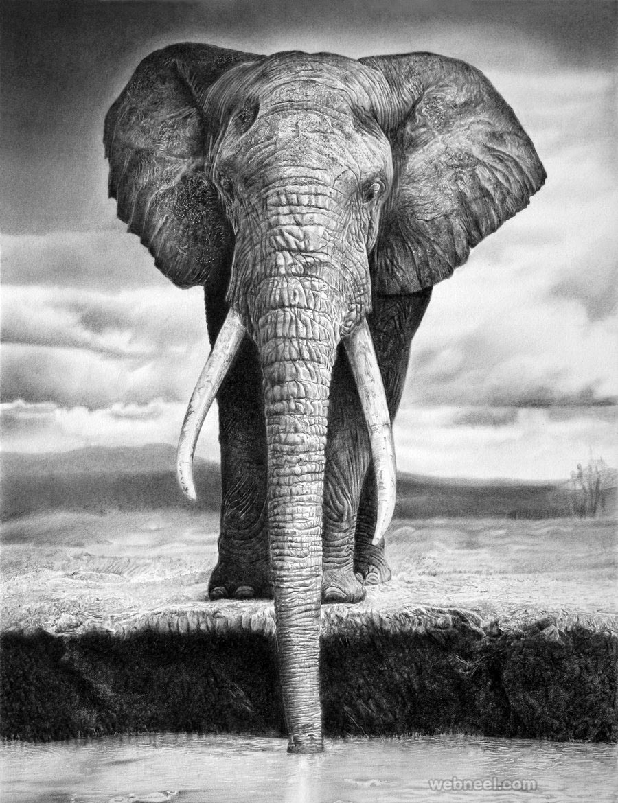 25 Beautiful And Realistic Animal Drawings Around The World 25 Beautiful And Realistic Animal Drawings Around The World