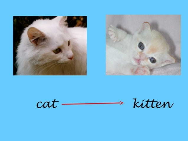 3 2 Buterfly Life Cycle PPT 3 2 Buterfly Life Cycle PPT