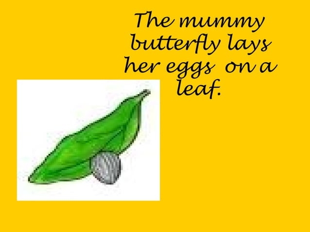 3 2 Buterfly Life Cycle PPT 3 2 Buterfly Life Cycle PPT