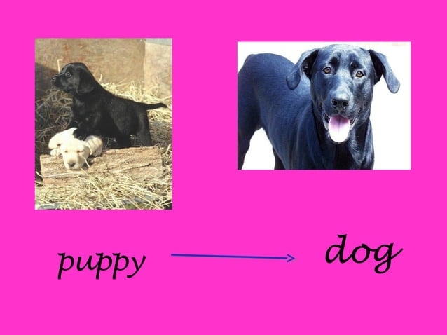 3 2 Buterfly Life Cycle PPT 3 2 Buterfly Life Cycle PPT