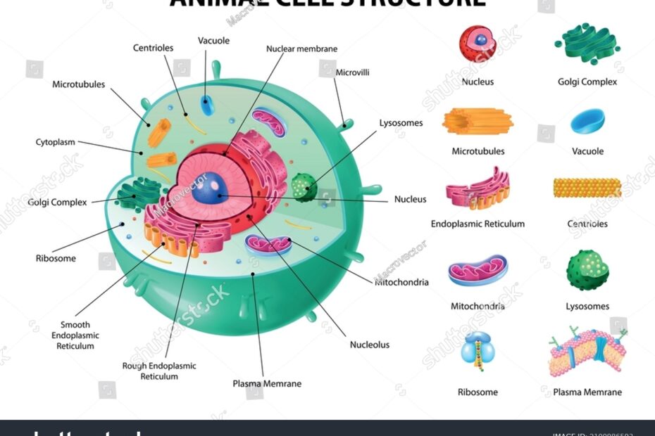 3 Thousand Animal Cell Labeled Royalty Free Images Stock Photos