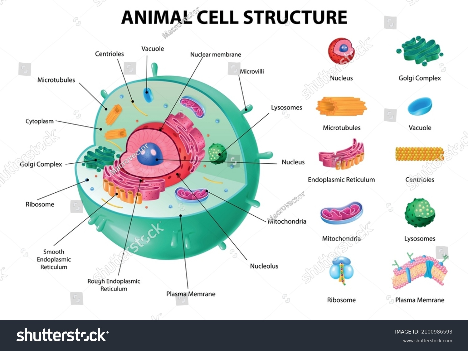 3 Thousand Animal Cell Labeled Royalty Free Images Stock Photos 3 Thousand Animal Cell Labeled Royalty Free Images Stock Photos