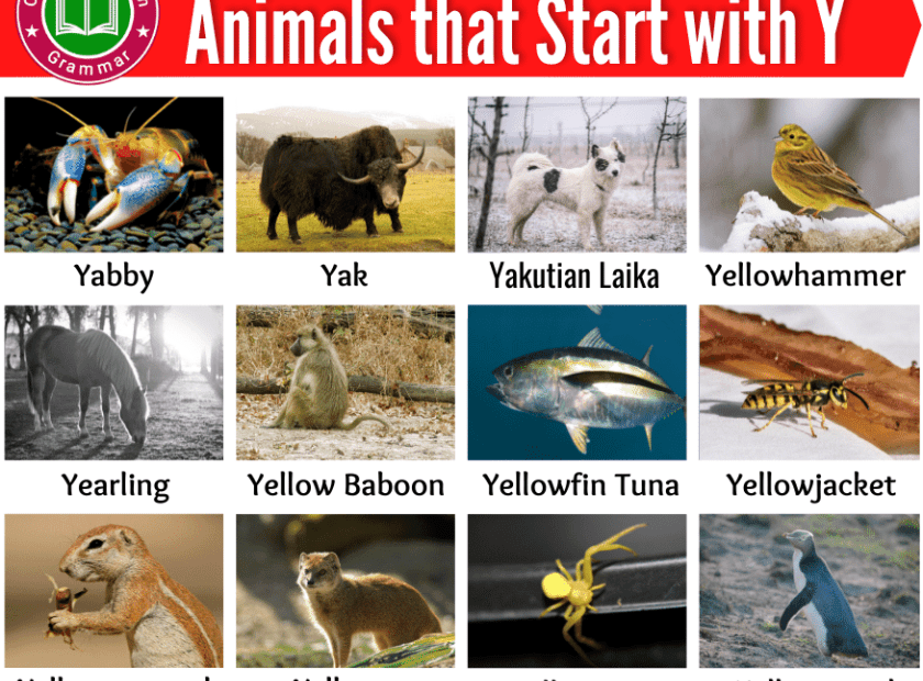 30 Animals That Start With Y Poster For Kids