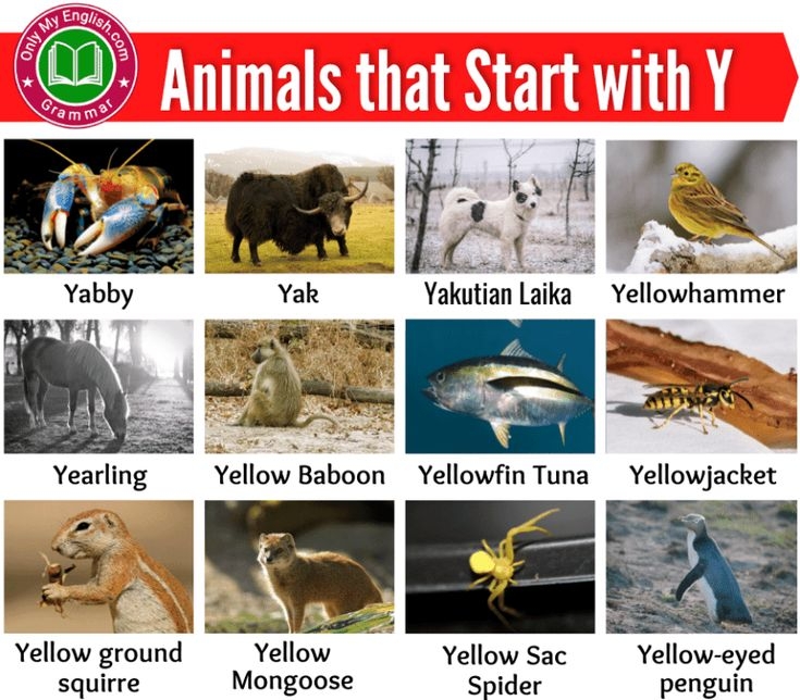 30 Animals That Start With Y Poster For Kids
