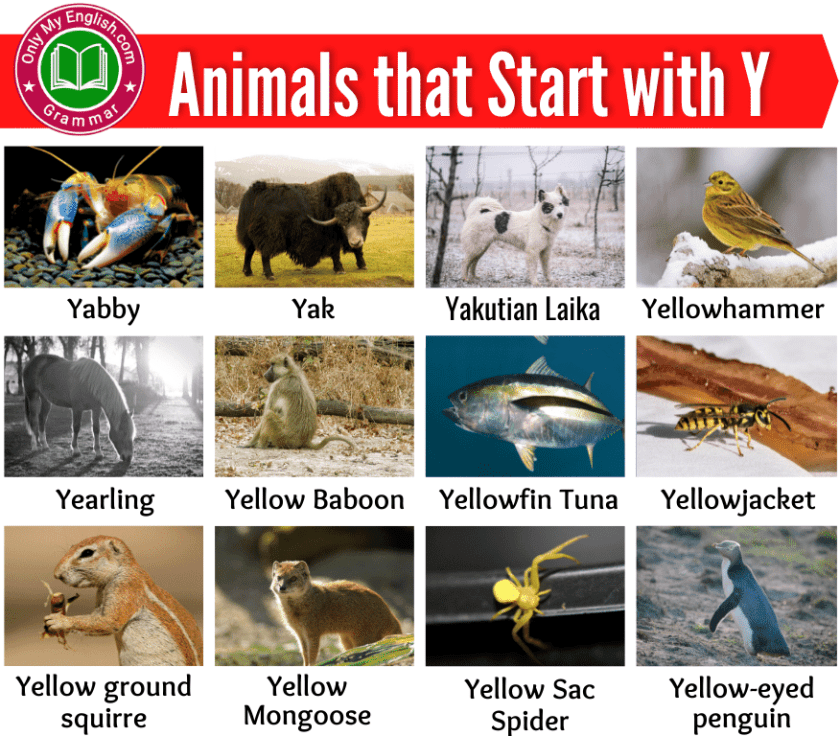 30 Animals That Start With Y Poster For Kids