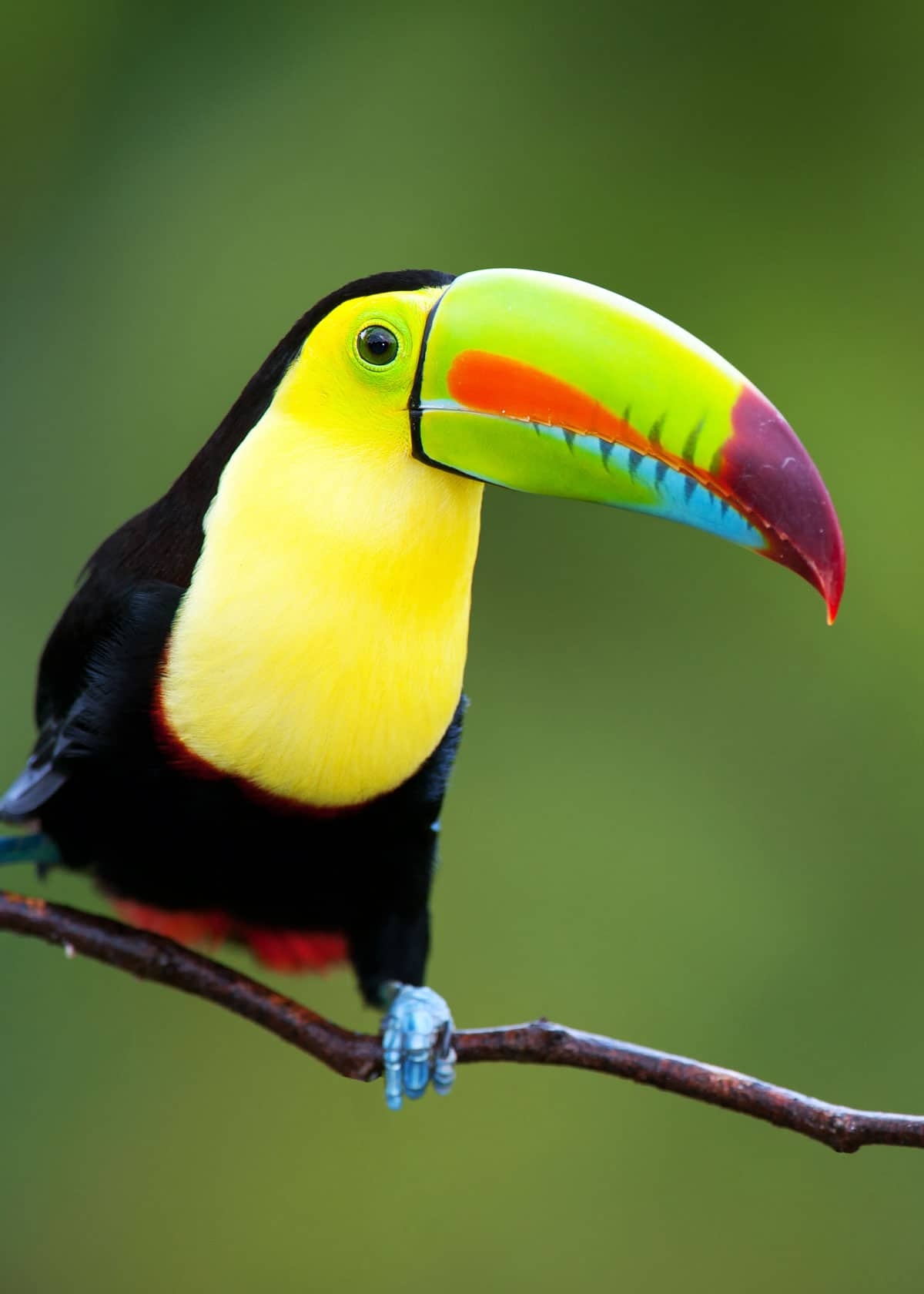 world's most colorful animals world's most colorful animals