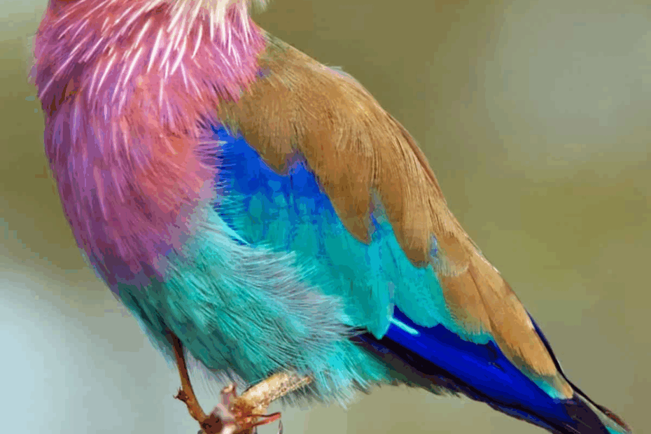 35 Most Colorful Animals In The World Mammals Birds Insects