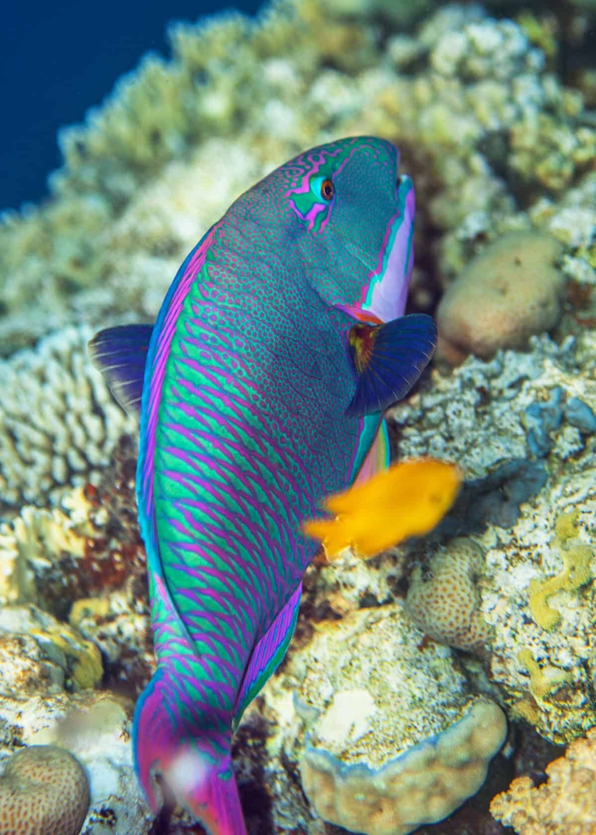 35 Most Colorful Animals In The World Mammals Birds Insects Reptiles 35 Most Colorful Animals In The World Mammals Birds Insects Reptiles