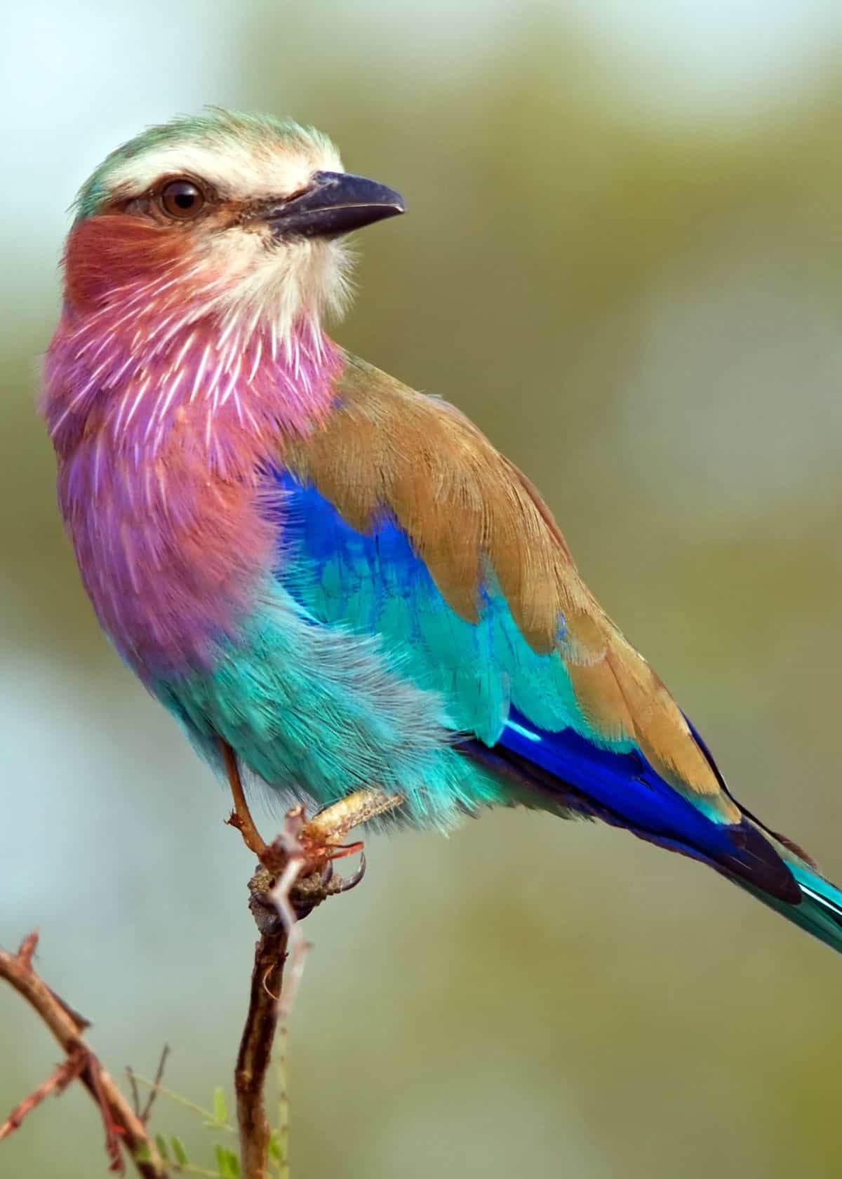 35 Most Colorful Animals In The World Mammals Birds Insects 35 Most Colorful Animals In The World Mammals Birds Insects