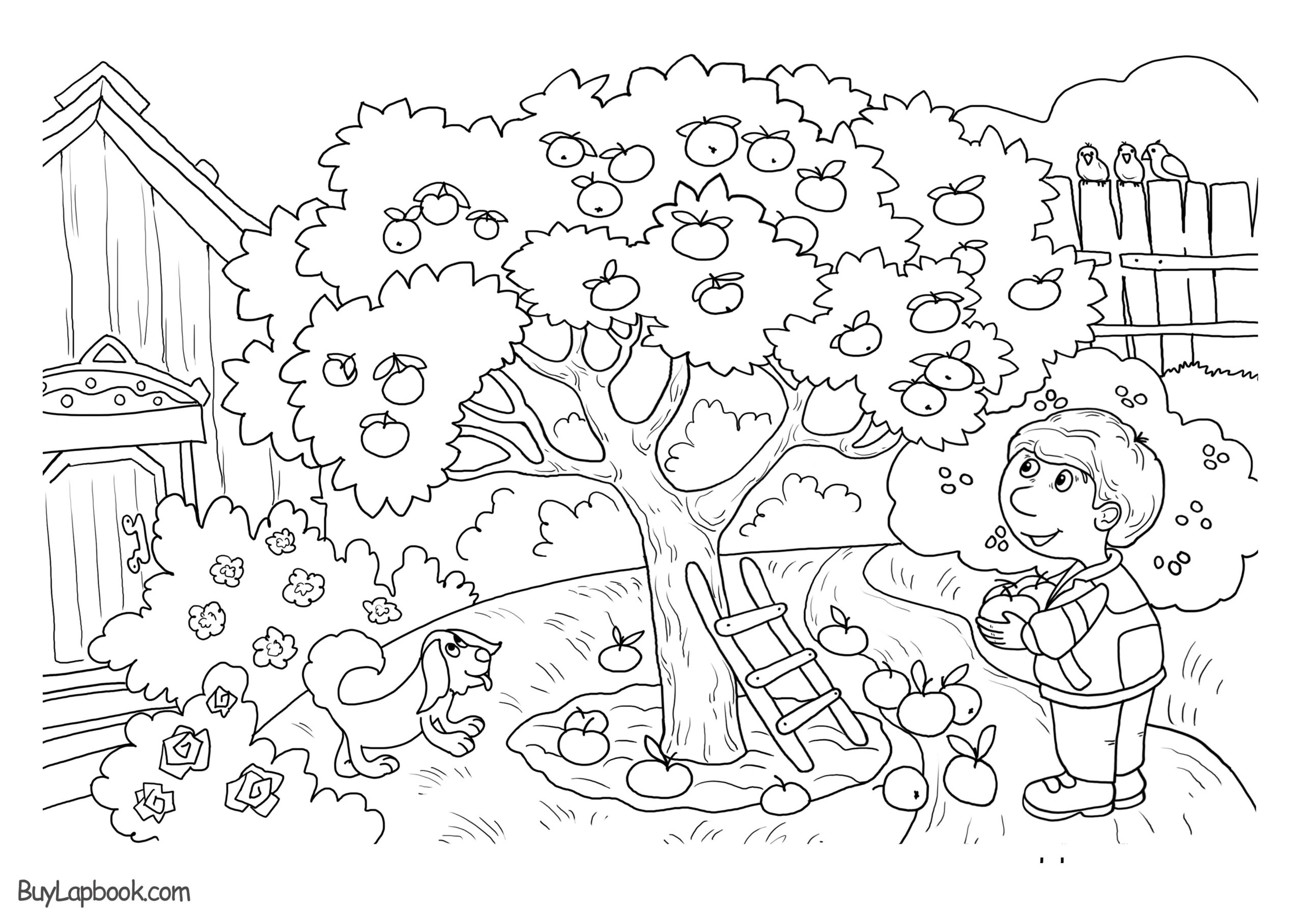 36 Apple Tree Life Cycle Worksheet Support Worksheet