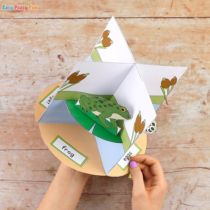 3D Frog Life Cycle Craft Easy Peasy And Fun 3D Frog Life Cycle Craft Easy Peasy And Fun