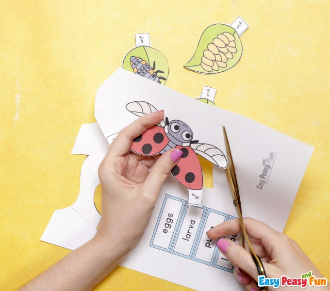 3D Ladybug Life Cycle Craft Easy Peasy And Fun 3D Ladybug Life Cycle Craft Easy Peasy And Fun