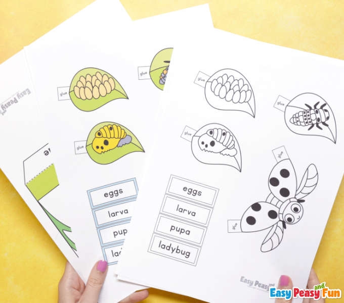 Ladybug Life Cycle Craft Ladybug Life Cycle Craft