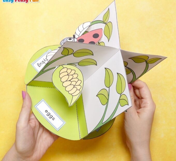 3D Ladybug Life Cycle Craft Easy Peasy And Fun