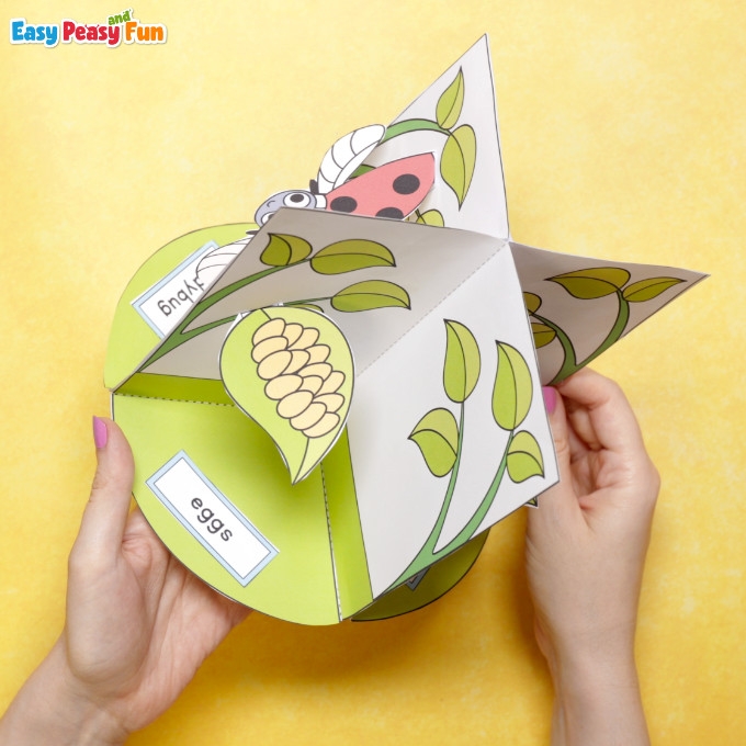 3D Ladybug Life Cycle Craft Easy Peasy And Fun 3D Ladybug Life Cycle Craft Easy Peasy And Fun