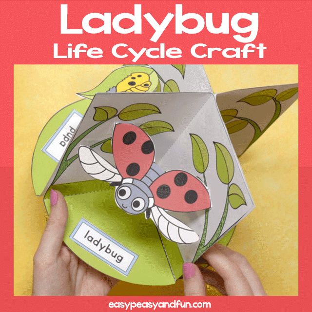 3D Ladybug Life Cycle Craft Easy Peasy And Fun 3D Ladybug Life Cycle Craft Easy Peasy And Fun