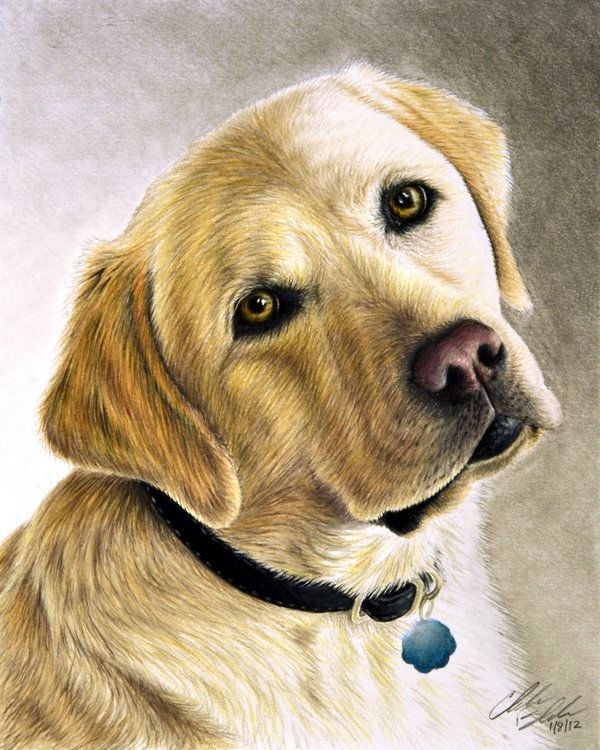 40 Realistic Animal Pencil Drawings 40 Realistic Animal Pencil Drawings