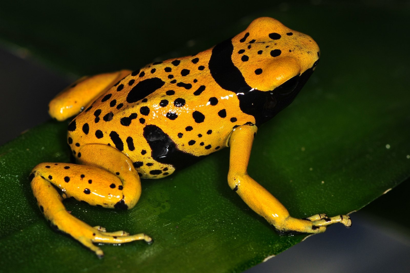 42 Yellow Animals Found In Nature And Their Colorful Features Color 42 Yellow Animals Found In Nature And Their Colorful Features Color