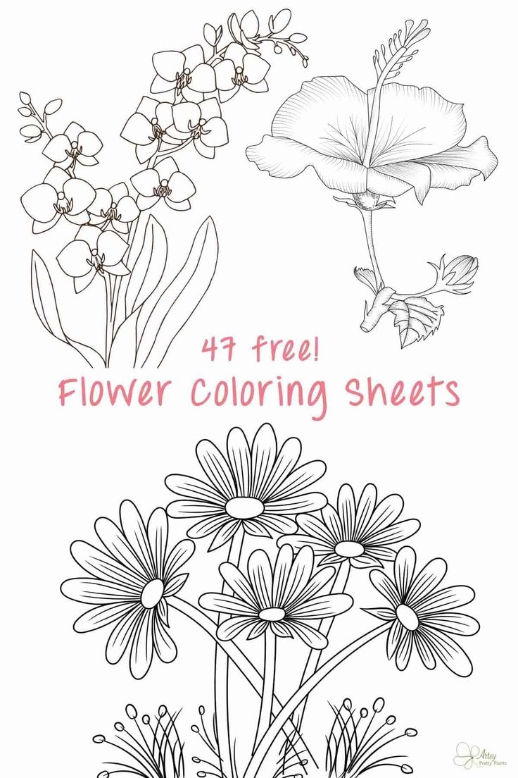 47 Best Flower Coloring Sheets For Free Artsy Pretty Plants Flower 47 Best Flower Coloring Sheets For Free Artsy Pretty Plants Flower
