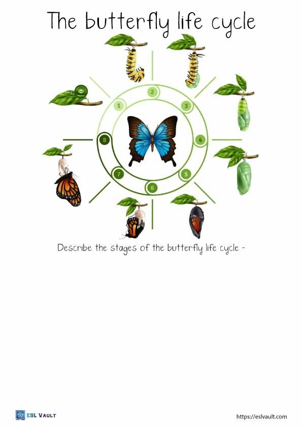 5 Free PDF Butterfly Life Cycle Worksheets ESL Vault 5 Free PDF Butterfly Life Cycle Worksheets ESL Vault
