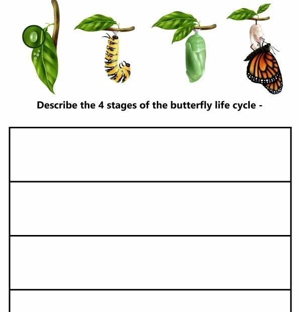 5 Free PDF Butterfly Life Cycle Worksheets ESL Vault