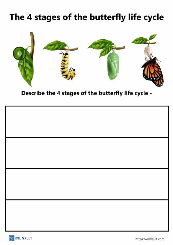 5 Free PDF Butterfly Life Cycle Worksheets ESL Vault 5 Free PDF Butterfly Life Cycle Worksheets ESL Vault