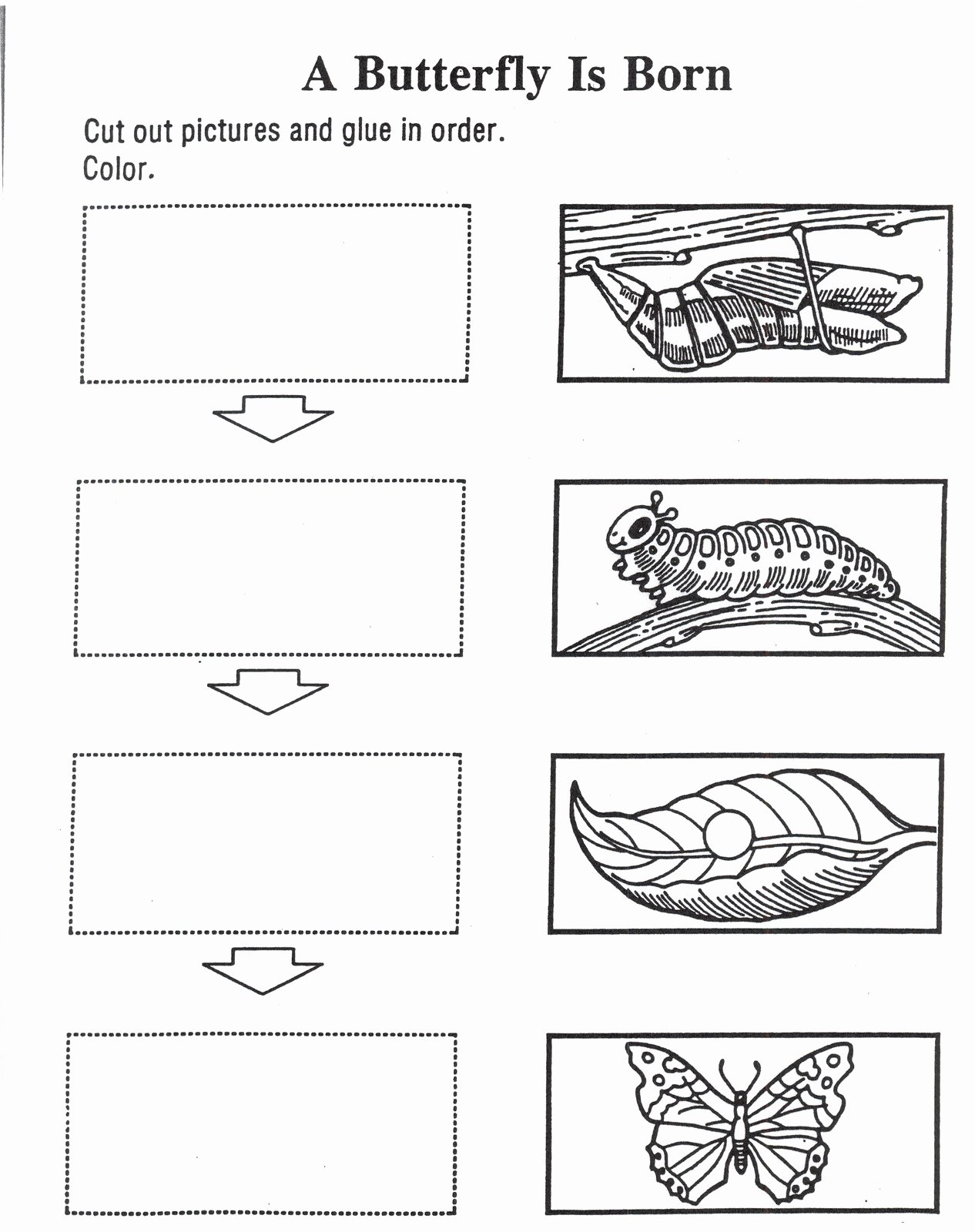 50 Butterfly Life Cycle Worksheet 50 Butterfly Life Cycle Worksheet