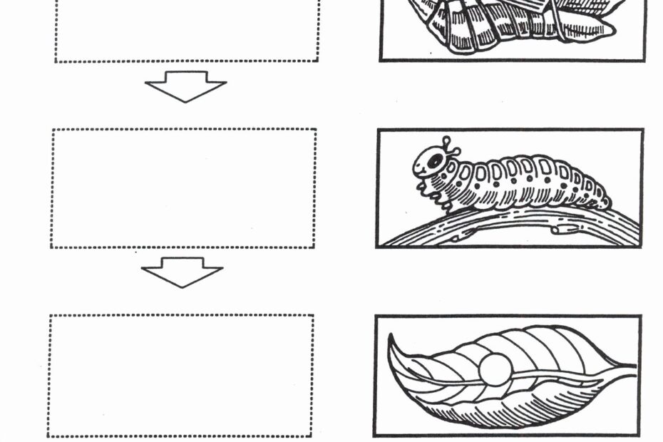 50 Butterfly Life Cycle Worksheet