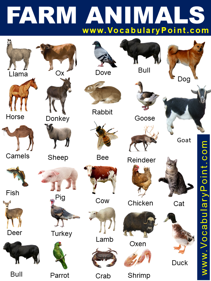 animals by color list