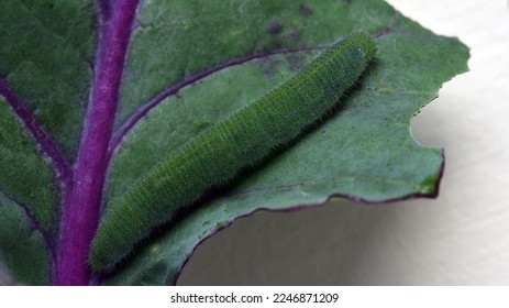 Pieris Rapae Life Cycle Pieris Rapae Life Cycle