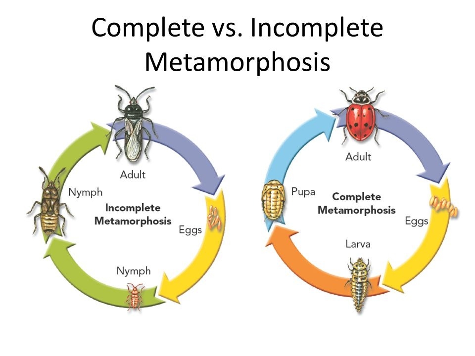 6 Differences Between Complete And Incomplete Metamorphosis with Table 6 Differences Between Complete And Incomplete Metamorphosis with Table