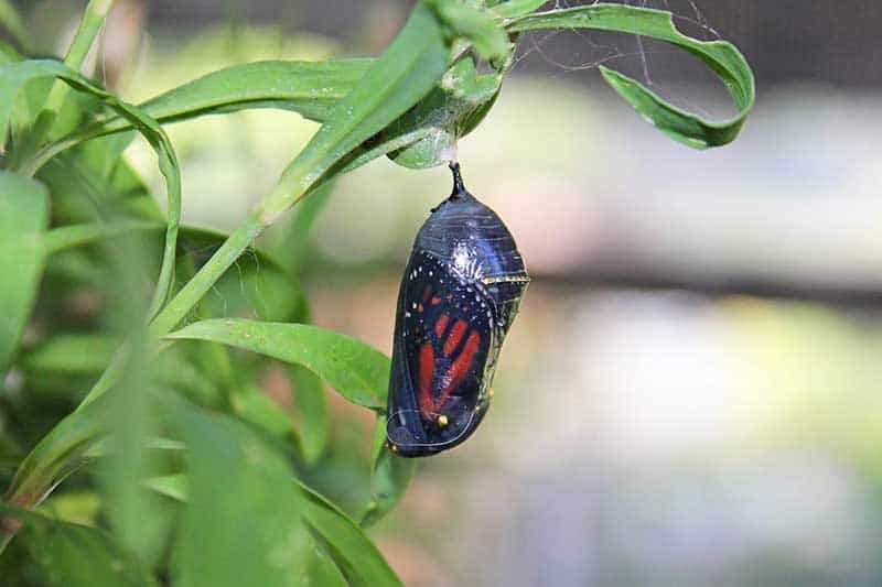 7 Types Of Animals That Go Through Metamorphosis Wildlife Informer