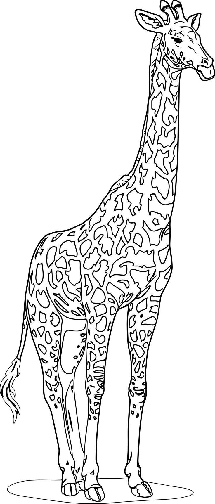 realistic animal coloring pages realistic animal coloring pages