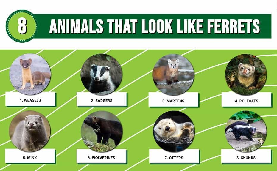 8 Animals That Look Like Ferrets But Actually Are Not A Z Animals