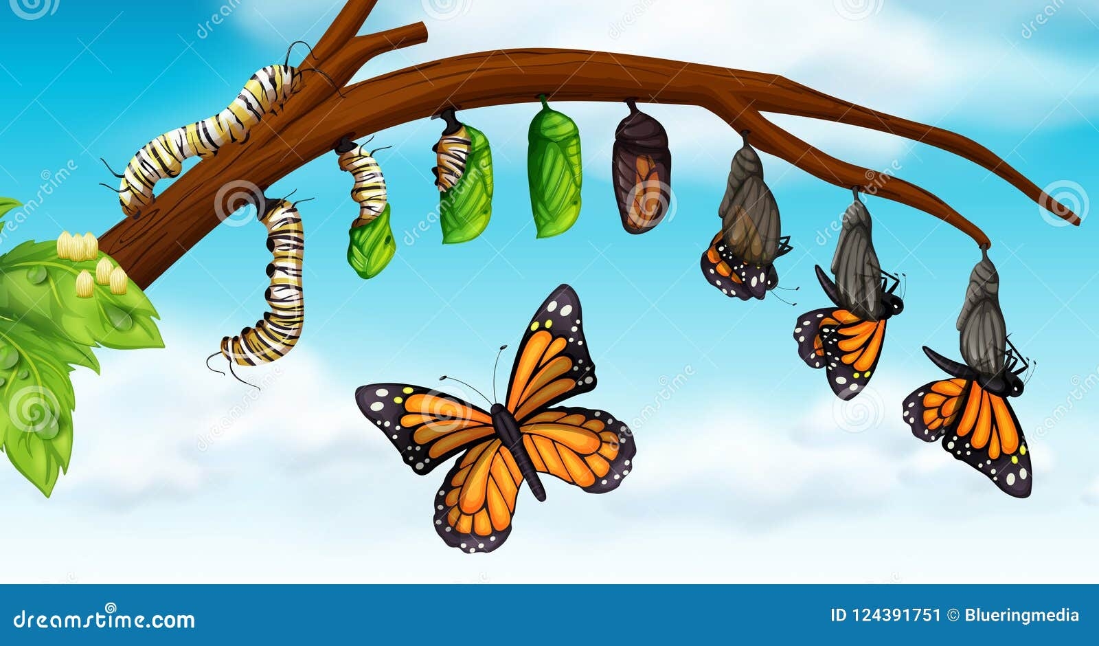 A Butterfly Life Cycle Stock Vector Illustration Of Green 124391751 A Butterfly Life Cycle Stock Vector Illustration Of Green 124391751